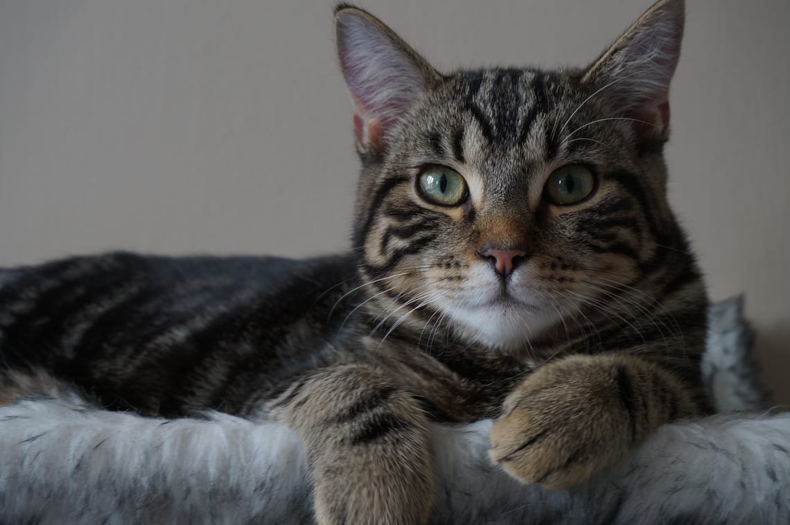 A tabby cat laying on a cat tree, looking straight at the camera