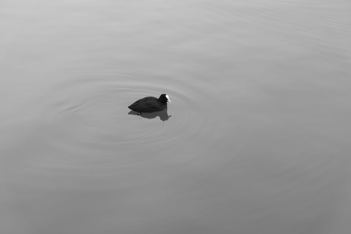 Black and white picture of an Eurasian coot on a calm body of water