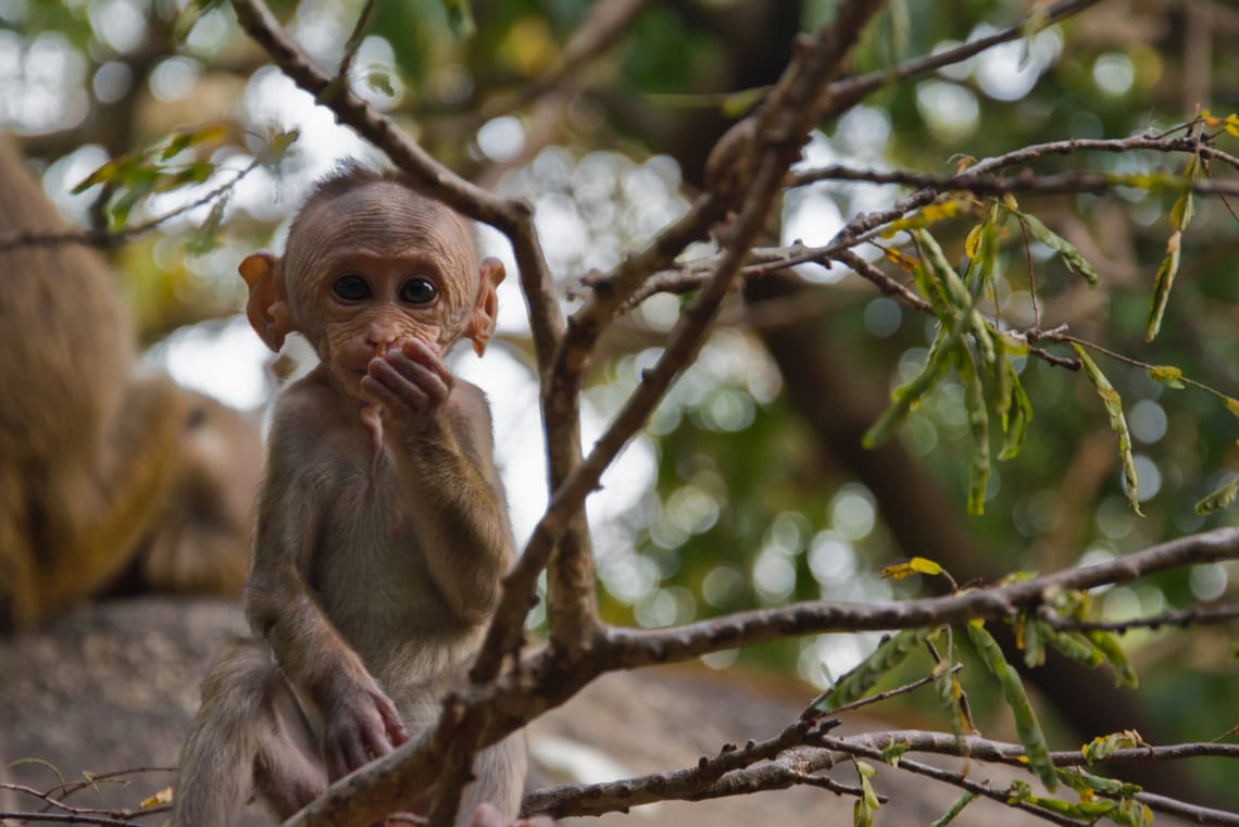 A baby monkey behind some branches looking straight at the camera