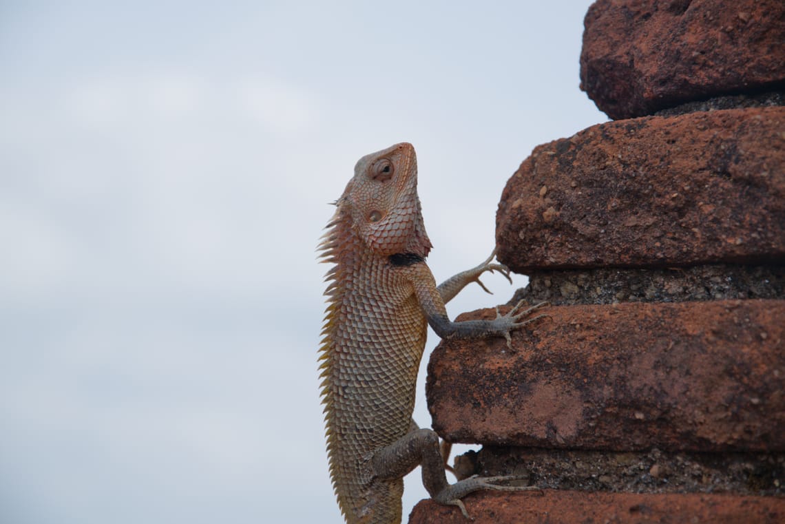 A lizard climbing on a brick wall